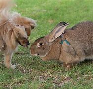 Image result for Grey Giant Rabbit