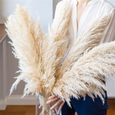 Buy Pampas Grass Plants for Sale | Ornamental Grass | Perfect Plants