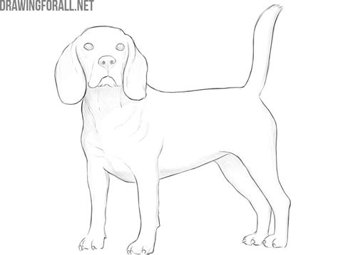 Realistic Dog Drawing Tutorial 的图像结果