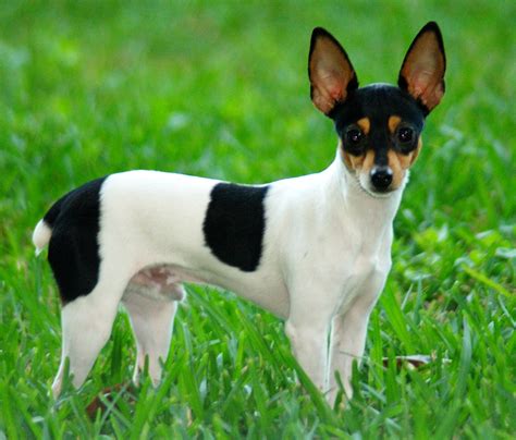 Toy Fox Terrier - Pictures, Information, Temperament, Characteristics ...