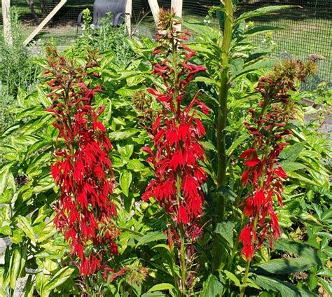 Cardinal Flower Seeds