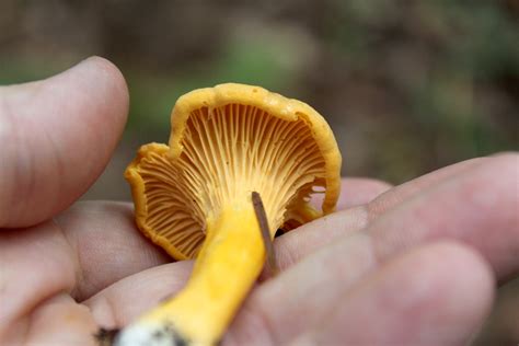 Foraging Chanterelle Mushrooms