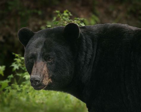 1280x800 wallpaper | black grizzly bear | Peakpx
