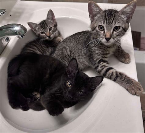 Our Cats – Westfield Homeless Cat Project