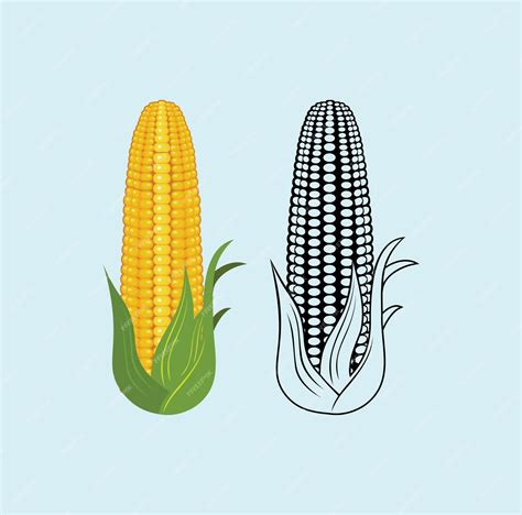 Premium Vector | Realistic corn design illustration