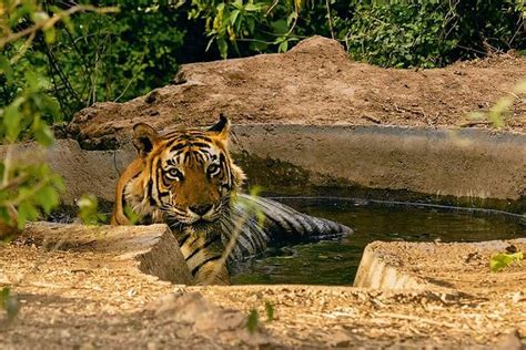 Sariska Tiger Reserve Fast-Track Entry Alwar | Instant Booking