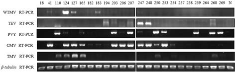 The Characterization of the Tobacco-Derived Wild Tomato Mosaic Virus by ...