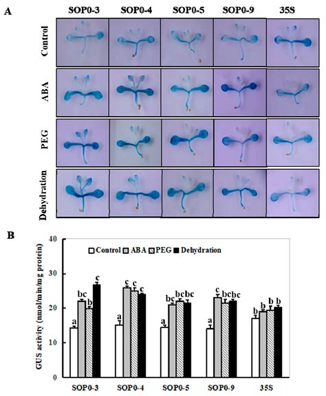 Identification of a 119-bp Promoter of the Maize Sulfite Oxidase Gene ...