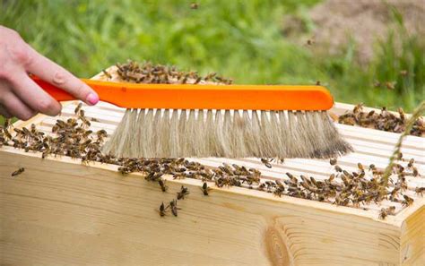 新手如何才能养好蜜蜂？ - 养蜂技术 - 酷蜜蜂
