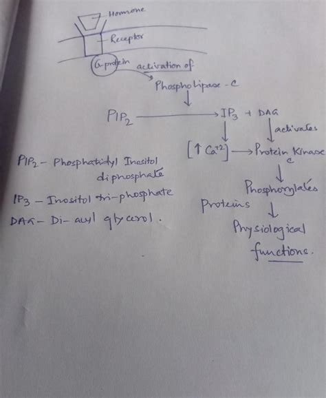 discuss the diagram ip3 and Dag mediate signalling cascade? - Brainly.in