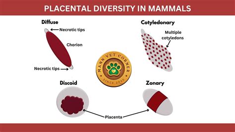Placental Diversity in Mammals: A Comprehensive Review - mannvetcorner