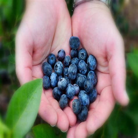 When Is Picking Blueberry Season? - Butter N Thyme
