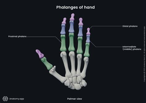 Proximal Phalanx Anatomy