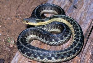 Image result for A Snake Using a Computer