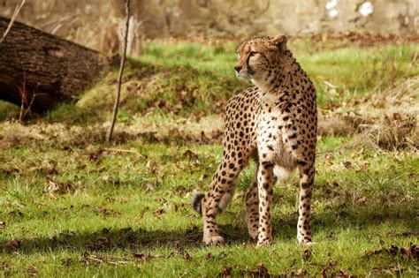 Cheetah fun facts: Cheetahs are not big cats!