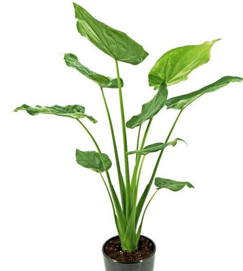 Mandy's Farm Rare Alocasia Cucullata/Buddha's Hand Live Plant : Amazon ...