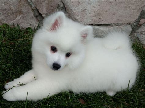 Perfect Grace Eskies - American Eskimo Dog Puppies For Sale