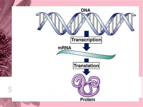 DNA Translation Basic 的图像结果