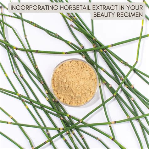 Unfolding the Miracles of Horsetail Extract in Skincare | Clinikally