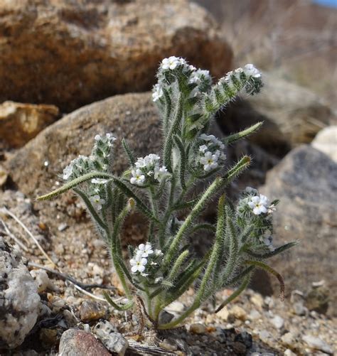 narrow-leaved cryptantha (Plants of Lake Mead National Recreation Area ...