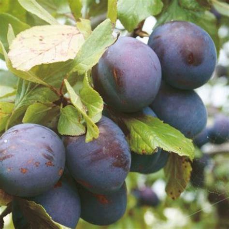 DAIVISH Aloo Bukhara/Plum Plant Price in India - Buy DAIVISH Aloo ...