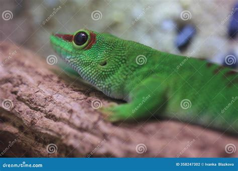 Madagascar Giant Day Gecko Stock Photography | CartoonDealer.com #26660918