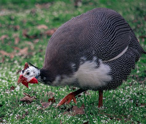 Guinea Fowl Sounds