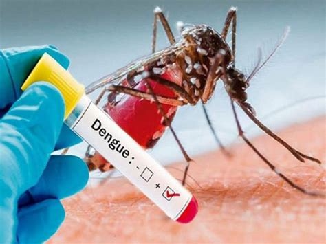 Looking out for dengue this monsoon: Know the symptoms and methods of ...