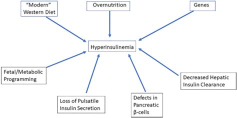 Insulin and the HPA-Axis in the Metabolic Syndrome | Encyclopedia MDPI