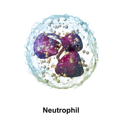 Neutrophils: Functions & Related Diseases - SelfDecode Labs - what increases neutrophils