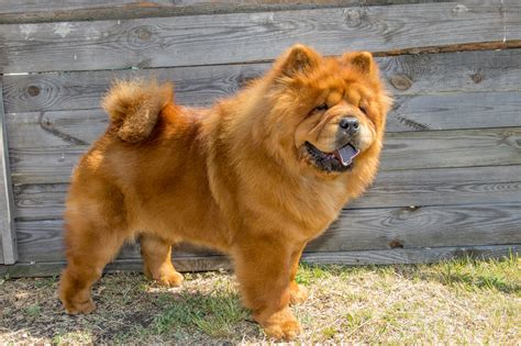 Chow Dog Family Chow Chow Dog Breed: Care & Characteristics