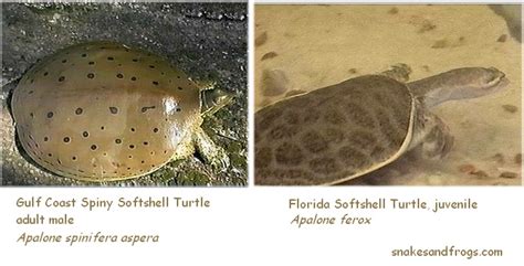 Fastest Softshell Turtle 的图像结果