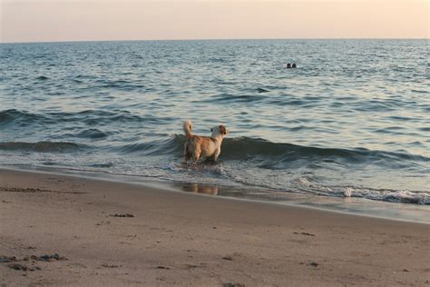 What Beaches Allow Dogs In Ri at Rick Weiss blog