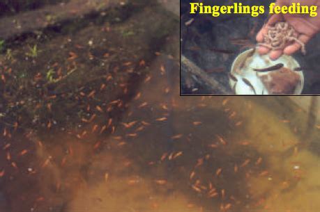 Fisheries :: Shrimp Culture