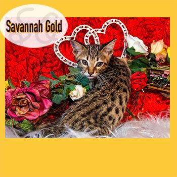 Rezultat imagine pentru Wild Savannah Admin Script