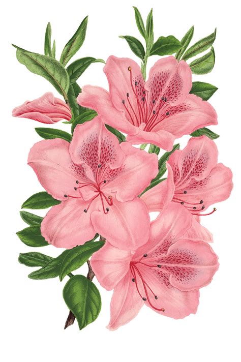 flower drawing transparent background