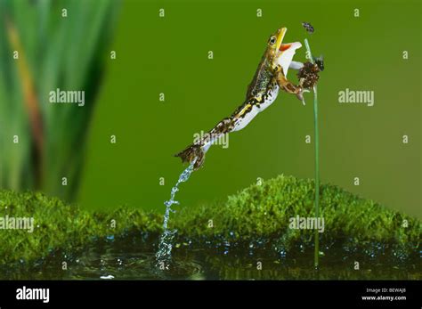 Image result for Frog Catching Insect