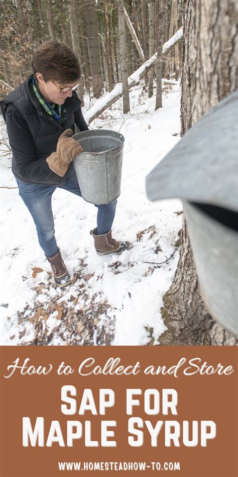 Ratio Of Maple Sap To Maple Syrup