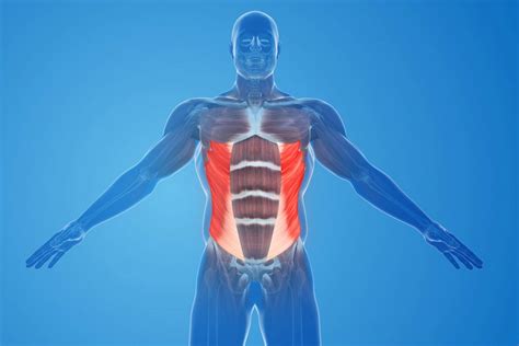 Core Muscle 的图像结果