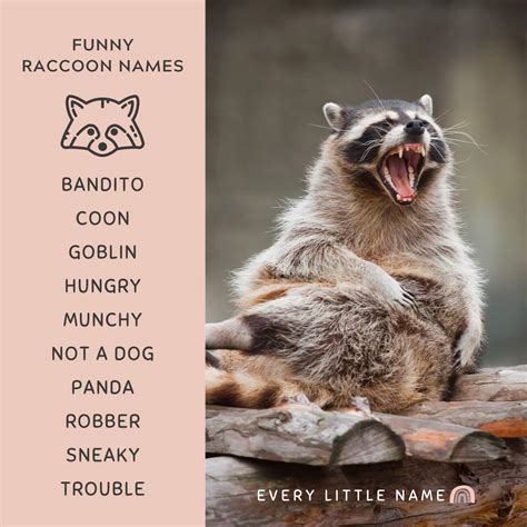 Funny Names For Raccoons