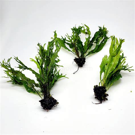 Image result for Windelov Java Fern