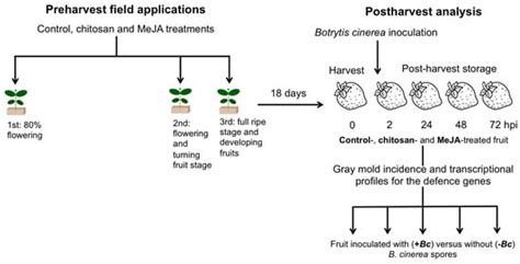 Independent Preharvest Applications of Methyl Jasmonate and Chitosan ...