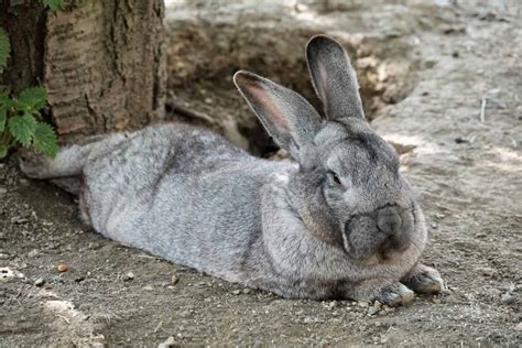 How Long Do Flemish Rabbits Live: Giant Breed Facts - Every Bunny Welcome
