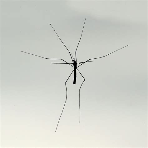 Can A Daddy Long Legs Bite A Dog
