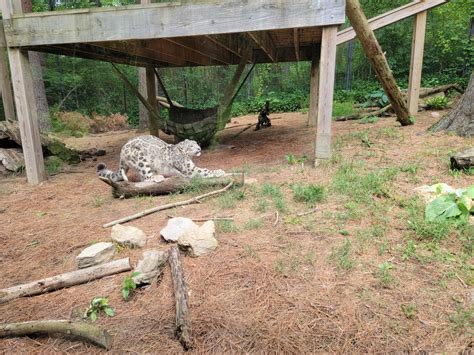 Oglebay Good Zoo - Snow leopard stretches - ZooChat