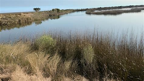 Rezultat imagine pentru Esas Program