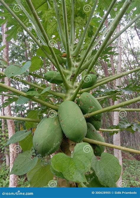 Pawpaw Fruit And Pregnancy