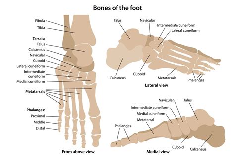 Foot (Anatomy): Bones, Ligaments, Muscles, Tendons, Arches The causes ...