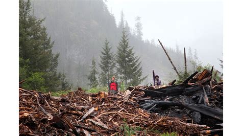 Fairy Creek Old Growth Logging Blockades (Canada) - Jen Osborne Photographer