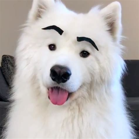 Dog Eyebrows